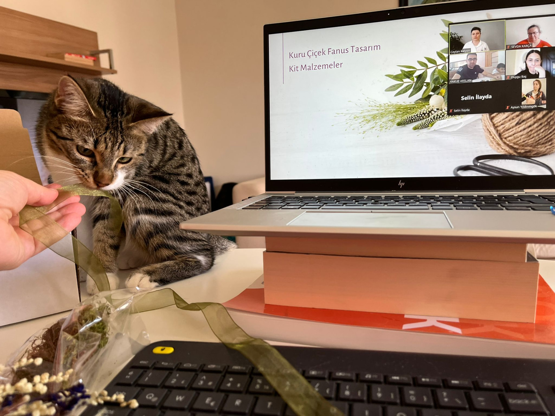 Çevrimiçi (online) iyi oluş seansı kediyle